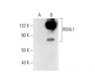 RSHL1 Antibody (C-4) - Western Blotting - Image 303805 