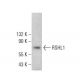 RSHL1 Antibody (C-9) - Western Blotting - Image 385246