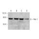 Rsk-1 Antibody (A-10) - Western Blotting - Image 355263