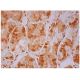Rsk-1 Antibody (T12A6) - Immunohistochemistry - Image 298181 