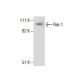 Rsk-1 Antibody (T12A6) - Western Blotting - Image 285889 