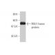 RSU1 Antibody (1C6) - Western Blotting - Image 348832