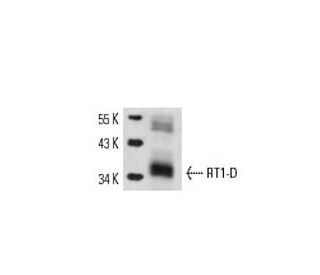 RT1-D Antibody (OX17) - Western Blotting - Image 14714 