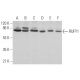 RUFY1 Antibody (A-4) - Western Blotting - Image 369933