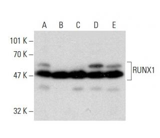 RUNX1 Antibody (DW71) - Western Blotting - Image 138603 