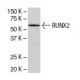 RUNX2 Antibody (27-K) - Western Blotting - Image 34505 