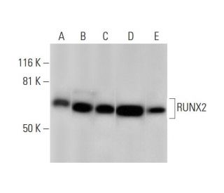 RUNX2 Antibody (C-12) - Western Blotting - Image 289572 