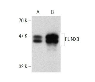 RUNX3 Antibody (R3-5G4) - Western Blotting - Image 136354 