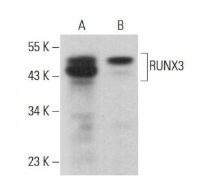 RUNX3 Antibody (B-9) - Western Blotting - Image 381431Each CRISPR/Cas9 Knockout (KO) Plasmid product consists of a pool of 3 plasmids designed to ensure identification and cleavage of a specific gene for maximum knockout efficiency. Each plasmid encodes a unique 20 nt sequence derived from the GeCKO (v2) library.
