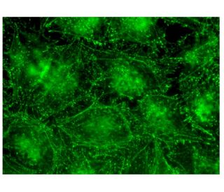 RWDD4A Antibody (C-5) - Immunofluorescence - Image 323476 