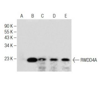 RWDD4A Antibody (D-10) - Western Blotting - Image 284432 