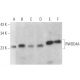 RWDD4A Antibody (D-10) - Western Blotting - Image 368972