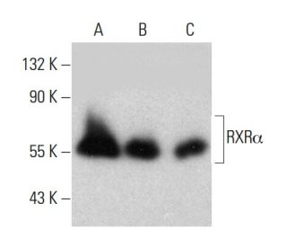 RXR&alpha; Antibody (C-7) - Western Blotting - Image 381016 