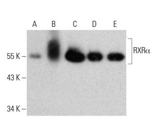 RXR&alpha; Antibody (H-10) - Western Blotting - Image 381017 