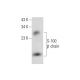 S-100 β chain Antibody (G-9) - Western Blotting - Image 308117