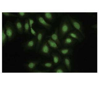 S-100A13 Antibody (63-Y) - Immunofluorescence - Image 35738 