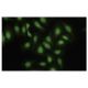 S-100A13 Antibody (63-Y) - Immunofluorescence - Image 35738 