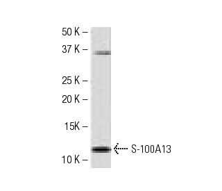 S-100A13 Antibody (63-Y) - Western Blotting - Image 34307