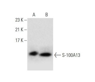 S-100A13 Antibody (63-Y) - Western Blotting - Image 145054 