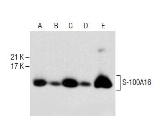 S-100A16 Antibody (G-7) - Western Blotting - Image 286783 