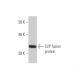 S2P Antibody (1A3) - Western Blotting - Image 349581