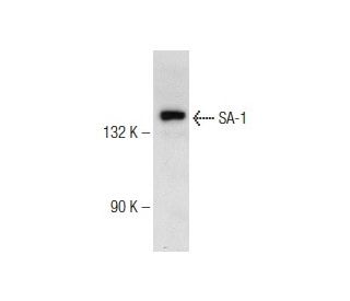 SA-1 Antibody (F-3) - Western Blotting - Image 146594 