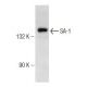 SA-1 Antibody (F-3) - Western Blotting - Image 146594 