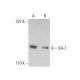 SA-1 Antibody (F-3) - Western Blotting - Image 385167 