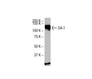 SA-1 Antibody (LL-16) - Western Blotting - Image 33497 