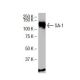 SA-1 Antibody (LL-16) - Western Blotting - Image 33497 