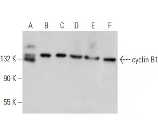SA-2 Antibody (B-11) - Western Blotting - Image 374188 