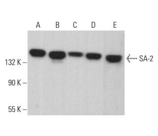 SA-2 Antibody (G-12) - Western Blotting - Image 381422 