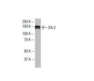 SA-2 Antibody (J-12) - Western Blotting - Image 33499 