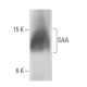 SAA Antibody (SAA1) - Western Blotting - Image 12754