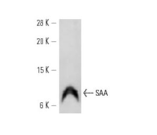 SAA Antibody (SAA14) - Western Blotting - Image 12750