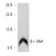 SAA Antibody (SAA14) - Western Blotting - Image 12750