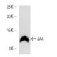 SAA Antibody (SAA15) - Western Blotting - Image 12751