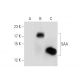SAA Antibody (SAA15) - Western Blotting - Image 70291 