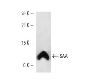 SAA Antibody (SAA6) - Western Blotting - Image 12753