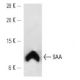 SAA Antibody (SAA6) - Western Blotting - Image 12753