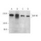 SAF-B2 Antibody (A-9) - Western Blotting - Image 371325 
