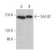 SAF-B2 Antibody (C-5) - Western Blotting - Image 371329 