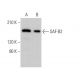 SAF-B2 Antibody (C-5) - Western Blotting - Image 371367