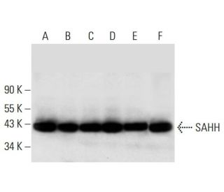 SAHH Antibody (A-11) - Western Blotting - Image 294103 