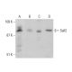 Sall2 Antibody (PL-A12) - Western Blotting - Image 384241 