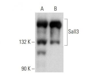 Sall3 Antibody (A-9) - Western Blotting - Image 137001