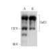 Sall3 Antibody (A-9) - Western Blotting - Image 137001