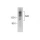 Sall4 Antibody (F-2) - Western Blotting - Image 284496