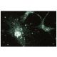 Sam 68 Antibody (15) - Immunofluorescence - Image 60531