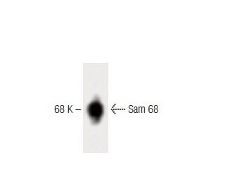 Sam 68 Antibody (15) - Western Blotting - Image 60207 